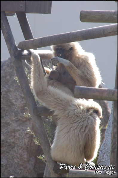 zoo_frejus_-_Primates_-_gibbons_a_mains_blanche_-_207.jpg
