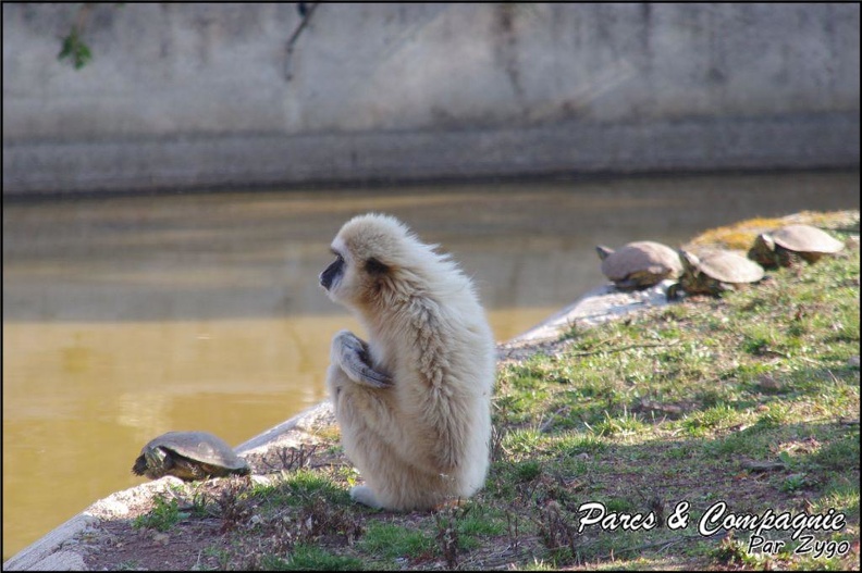 zoo frejus - Primates - gibbons a mains blanche - 208