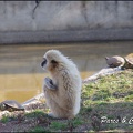 zoo frejus - Primates - gibbons a mains blanche - 208