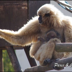 zoo frejus - Primates - gibbons a mains blanche