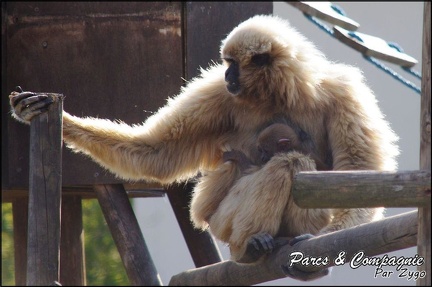 zoo frejus - Primates - gibbons a mains blanche - 209