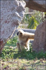zoo frejus - Primates - gibbons a mains blanche - 210
