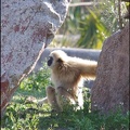 zoo frejus - Primates - gibbons a mains blanche - 210
