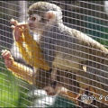 zoo frejus - Primates - saimiri - 226