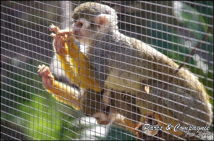 zoo frejus - Primates - saimiri - 226