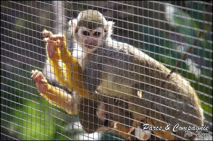 zoo frejus - Primates - saimiri - 227
