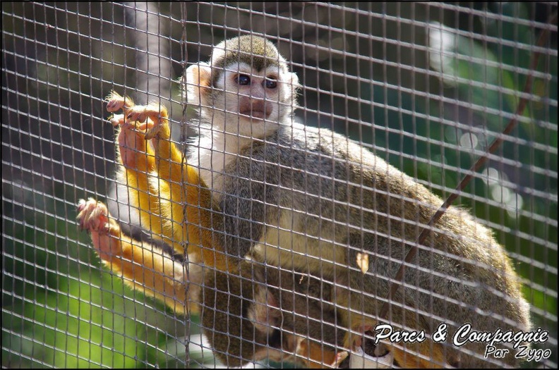 zoo_frejus_-_Primates_-_saimiri_-_228.jpg
