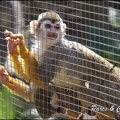 zoo frejus - Primates - saimiri - 228