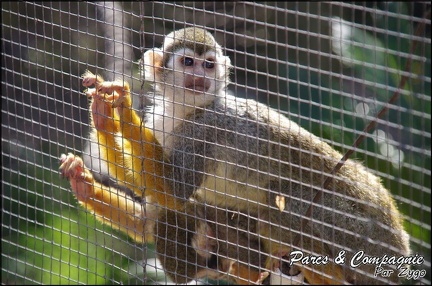 zoo frejus - Primates - saimiri - 228
