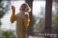 zoo frejus - Primates - saimiri - 229