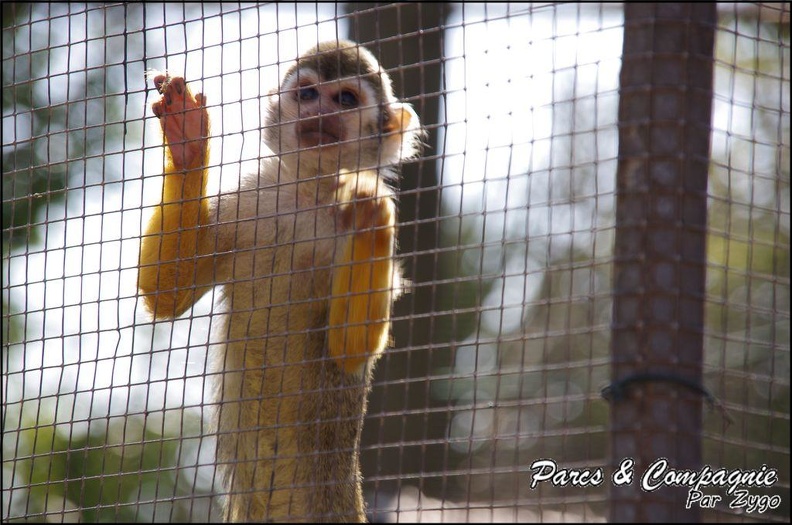 zoo_frejus_-_Primates_-_saimiri_-_229.jpg