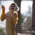 zoo frejus - Primates - saimiri - 229