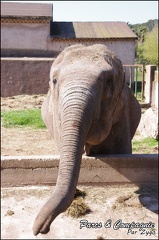 zoo frejus - Proboscidiens - elephant - 252