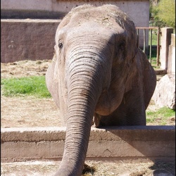 zoo frejus - Proboscidiens - elephant