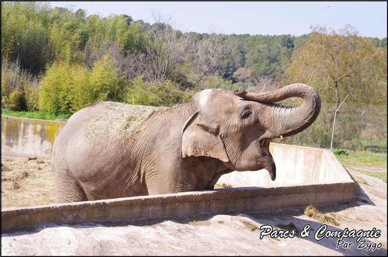 zoo_frejus_-_Proboscidiens_-_elephant_-_255.jpg