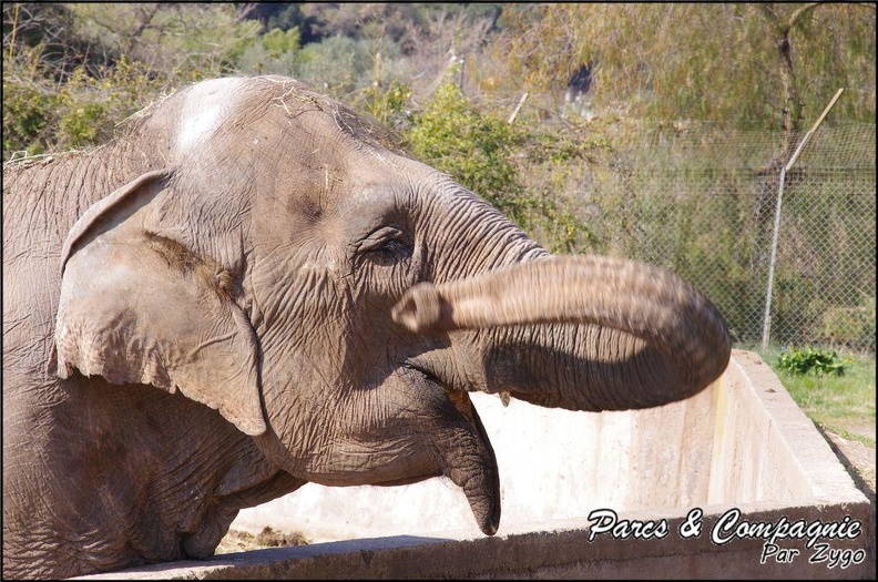zoo_frejus_-_Proboscidiens_-_elephant_-_256.jpg