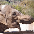 zoo frejus - Proboscidiens - elephant - 256