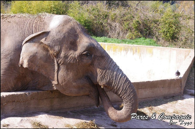 zoo_frejus_-_Proboscidiens_-_elephant_-_257.jpg