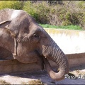zoo frejus - Proboscidiens - elephant - 257