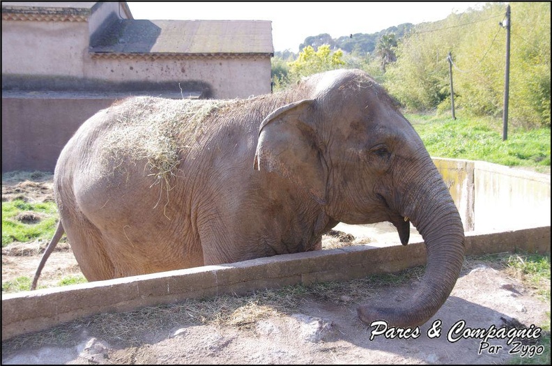 zoo_frejus_-_Proboscidiens_-_elephant_-_258.jpg