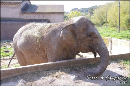 zoo frejus - Proboscidiens - elephant - 258