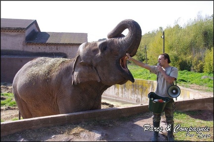 zoo frejus - Proboscidiens - elephant - 261