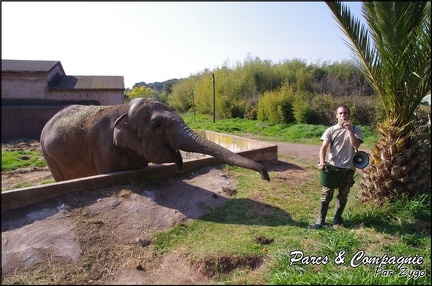 zoo frejus - Proboscidiens - elephant - 262