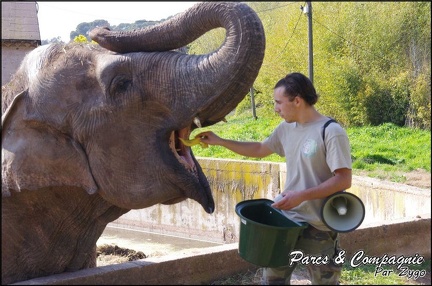 zoo frejus - Proboscidiens - elephant - 263