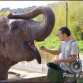 zoo frejus - Proboscidiens - elephant - 264