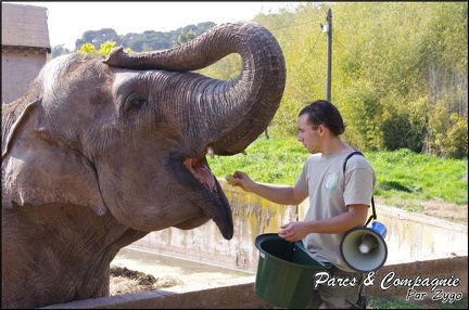 zoo frejus - Proboscidiens - elephant - 264