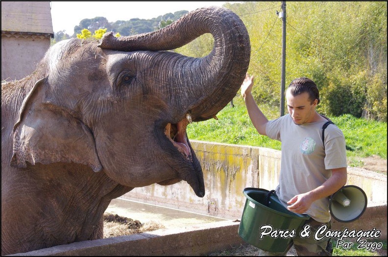 zoo_frejus_-_Proboscidiens_-_elephant_-_265.jpg