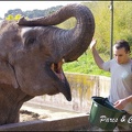 zoo frejus - Proboscidiens - elephant - 265
