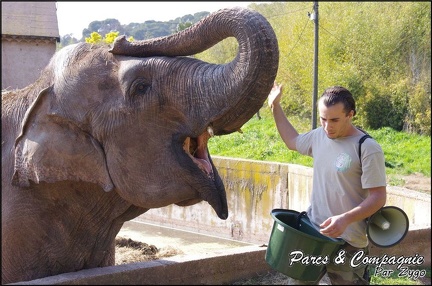 zoo frejus - Proboscidiens - elephant - 265
