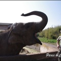 zoo frejus - Proboscidiens - elephant - 266