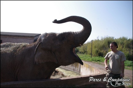 zoo frejus - Proboscidiens - elephant - 266