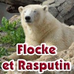 Flocke et Rasputin - Les ours Polaires du Marineland