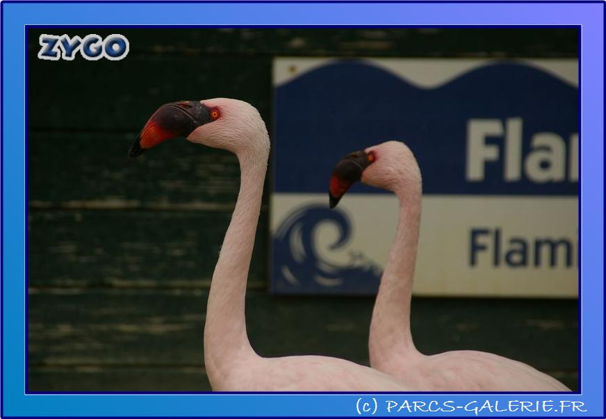 Marineland - Flamants - 0744