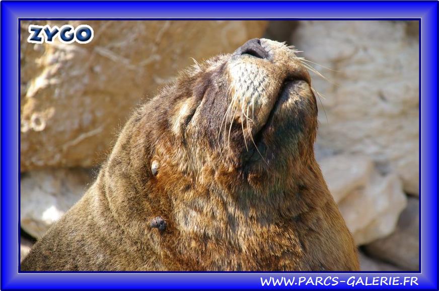 Marineland - Otaries - Patagonie - Portraits - 2611