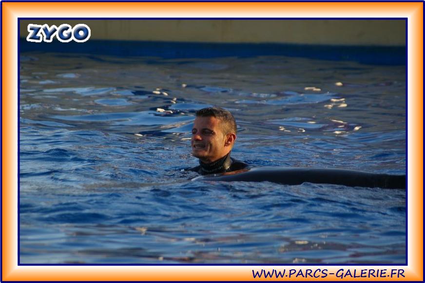 Marineland - Dauphins - Spectacle 17h15 - 1959