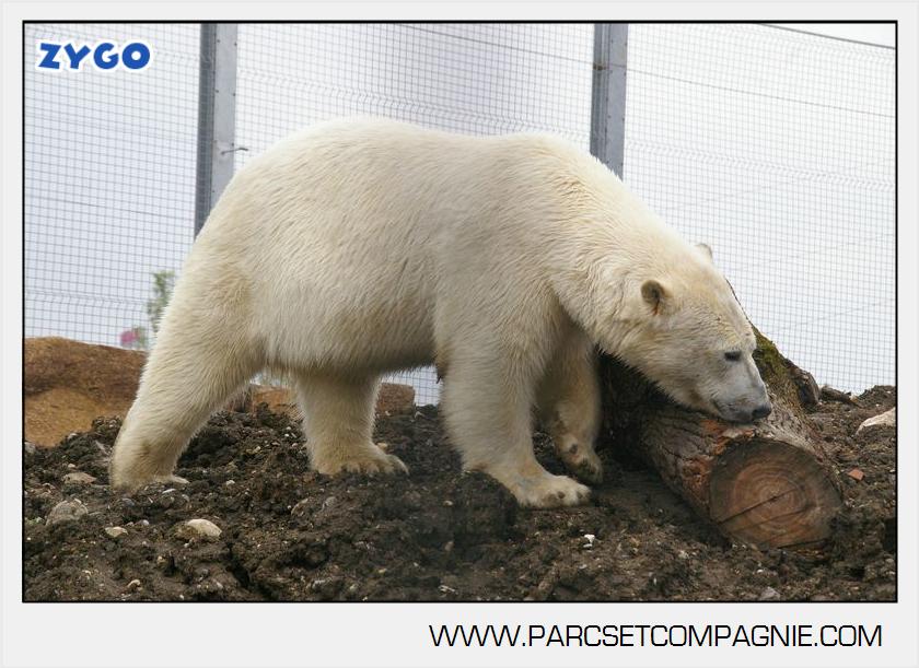 Marineland - Ours polaires - les animaux - 2969
