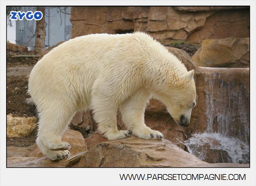 Marineland - Ours polaires - les animaux - 2980