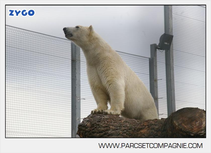 Marineland - Ours polaires - les animaux - 3056