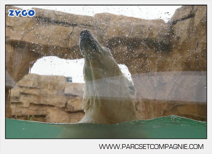 Marineland - Ours polaires - les animaux - 3065