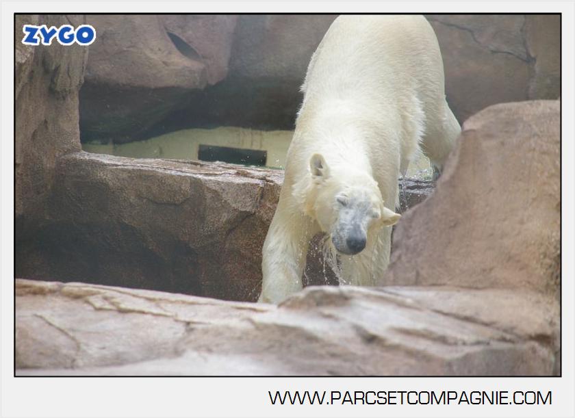 Marineland - Ours polaires - les animaux - 3085