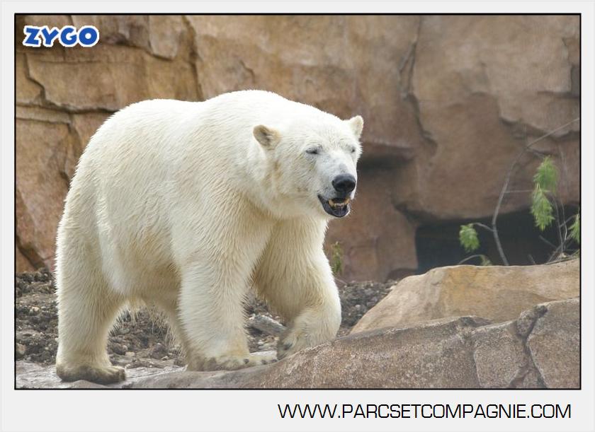 Marineland - Ours polaires - les animaux - 3114