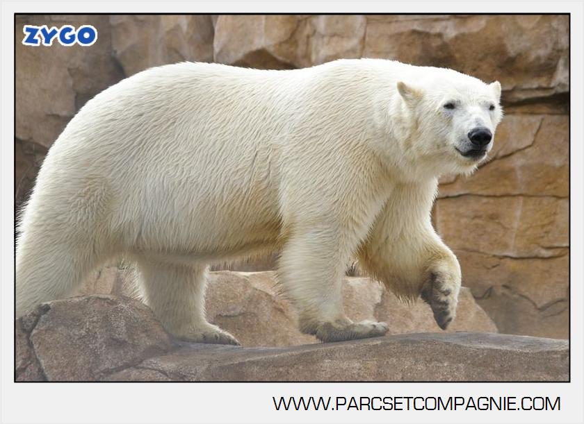 Marineland - Ours polaires - les animaux - 3116