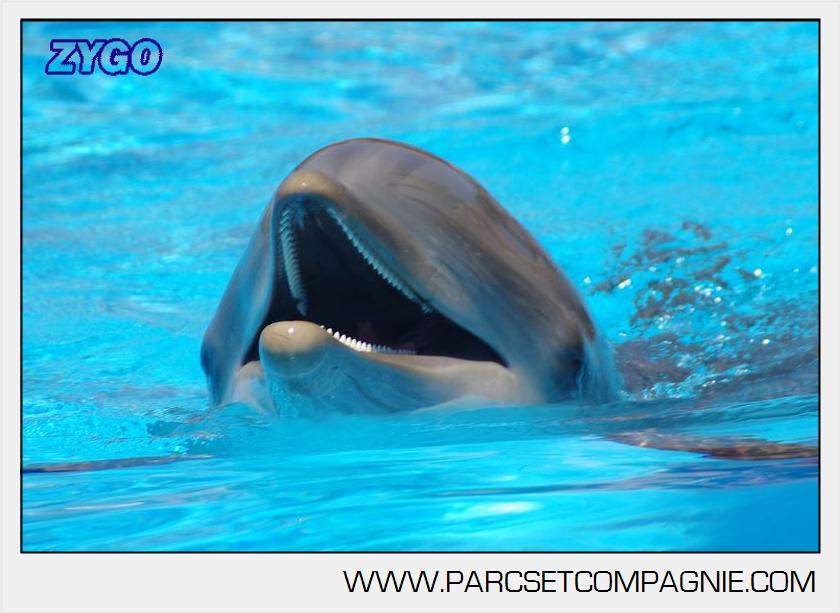 Marineland - Lagoon - Portraits dauphins - 6326