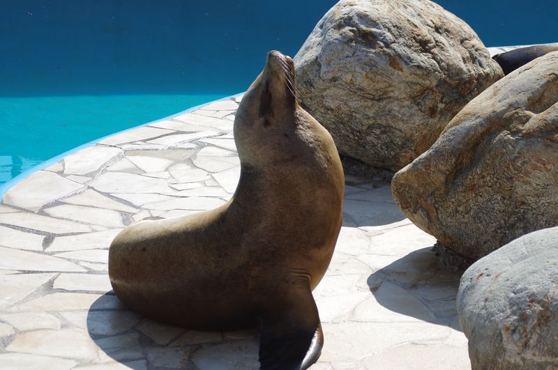 Marineland - Otaries - Portraits - 7088