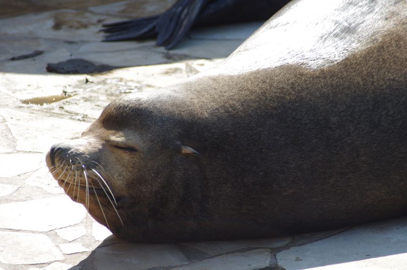 Marineland - Otaries - Portraits - 7092