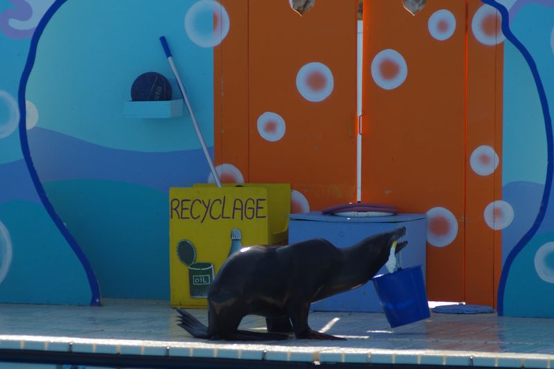 Marineland - Otaries - Spectacle - 7095